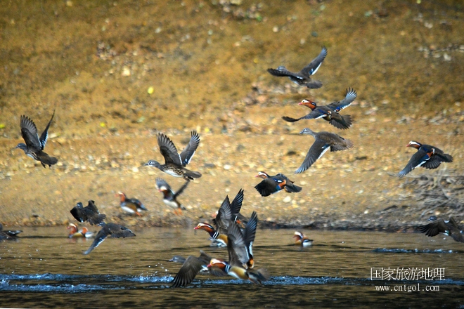進(jìn)入初冬，大批野生鴛鴦陸續(xù)飛抵江西婺源縣賦春鎮(zhèn)鴛鴦湖越冬，小精靈們在湖面上或相互依偎、卿卿我我；或隨波逐流、嬉戲打鬧，悠閑自在生活在青山綠水之間，優(yōu)良的水域和豐富的湖畔闊葉林，為鴛鴦過冬提供良好生存環(huán)境，婺源鴛鴦湖已成為亞洲最大的野生鴛鴦越冬棲息地。（攝于12月4日下午）